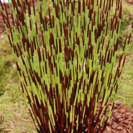 Cape Thatching Reed, Dakriet - Elegia tectorum - 20+ Seed Pack - Indigenous Ornamental Grass - New