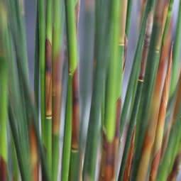 Cape Thatching Reed, Dakriet - Elegia tectorum - 20+ Seed Pack - Indigenous Ornamental Grass - New