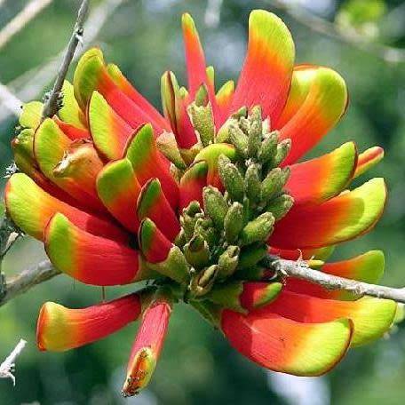 Erythrina acanthocarpa Seeds - RARE - Tambookie Thorn Shrub - Indigenous - New