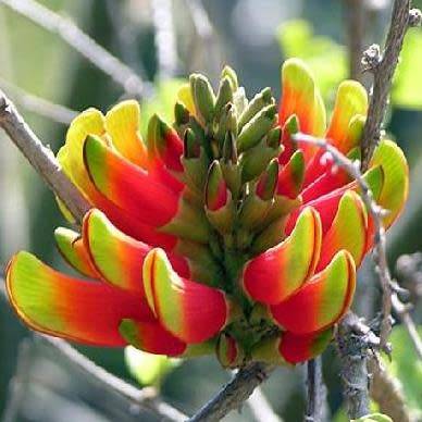 Erythrina acanthocarpa Seeds - RARE - Tambookie Thorn Shrub - Indigenous - New