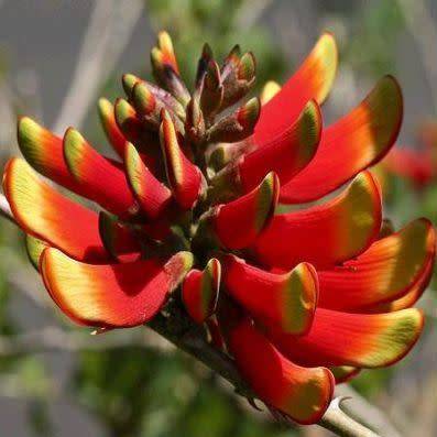 Erythrina acanthocarpa Seeds - RARE - Tambookie Thorn Shrub - Indigenous - New