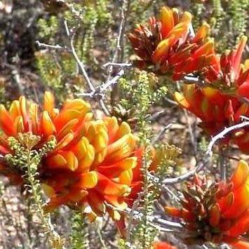 Erythrina acanthocarpa Seeds - RARE - Tambookie Thorn Shrub - Indigenous - New