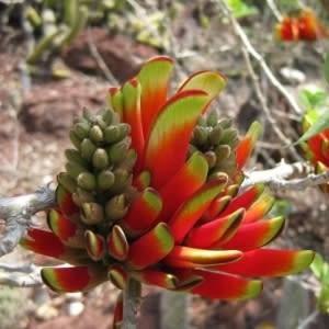Erythrina acanthocarpa Seeds - RARE - Tambookie Thorn Shrub - Indigenous - New