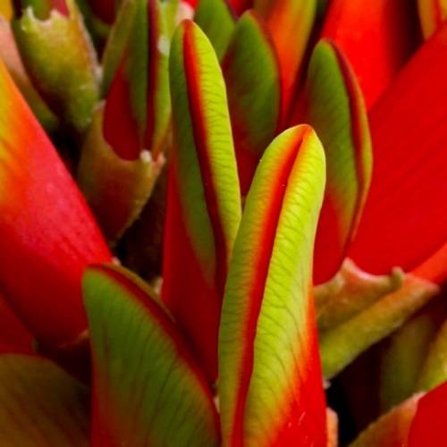 Erythrina acanthocarpa Seeds - RARE - Tambookie Thorn Shrub - Indigenous - New