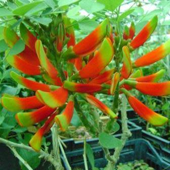 Erythrina acanthocarpa Seeds - RARE - Tambookie Thorn Shrub - Indigenous - New