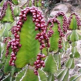 Euphorbia cooperi - 5 Seed Pack - Bushveld Candelabra Tree Indigenous Succulent