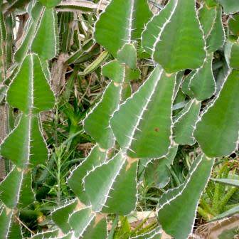 Euphorbia cooperi - 5 Seed Pack - Bushveld Candelabra Tree Indigenous Succulent