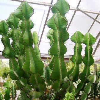 Euphorbia cooperi - 5 Seed Pack - Bushveld Candelabra Tree Indigenous Succulent