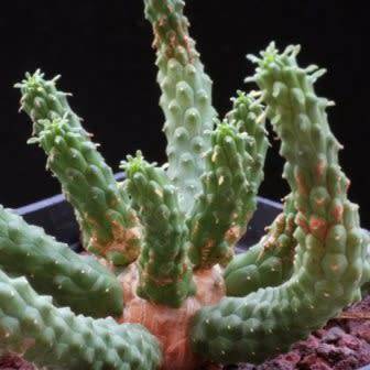 Euphorbia esculenta Seeds - True Vingerpol - Indigenous Endemic Succulent