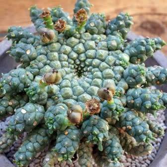 Euphorbia gorgonis - 3 Seed Pack - Indigenous Endemic Drought Tolerant Succulent - sjemenke