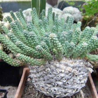 Euphorbia gorgonis - 3 Seed Pack - Indigenous Endemic Drought Tolerant Succulent - sjemenke