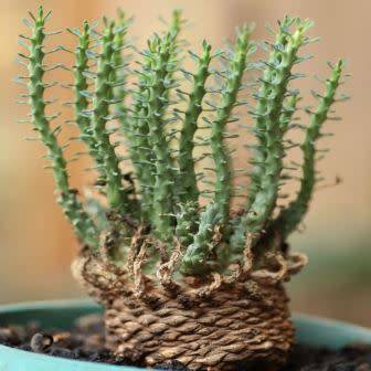 Euphorbia gorgonis - 3 Seed Pack - Indigenous Endemic Drought Tolerant Succulent - sjemenke