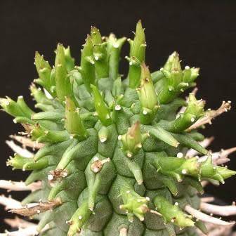 Euphorbia schoenlandii Seeds - Indigenous South African Succulent - NEW