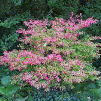 Euonymus phellomanus - Chinese Spindle Tree - 5 Seed Pack - NEW