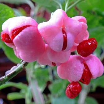 Euonymus phellomanus - Chinese Spindle Tree - 5 Seed Pack - NEW