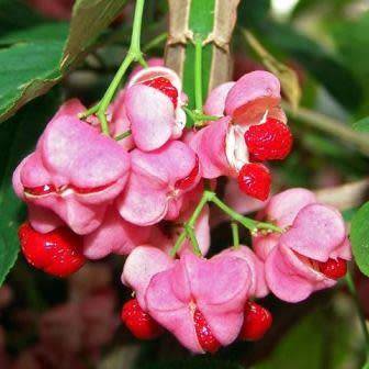 Euonymus phellomanus - Chinese Spindle Tree - 5 Seed Pack - NEW