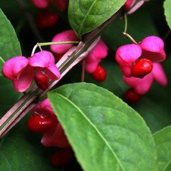 Euonymus phellomanus - Chinese Spindle Tree - 5 Seed Pack - NEW