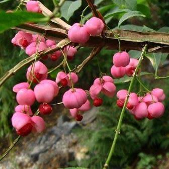 Euonymus phellomanus - Chinese Spindle Tree - 5 Seed Pack - NEW