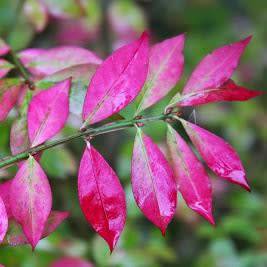 Euonymus phellomanus - Chinese Spindle Tree - 5 Seed Pack - NEW