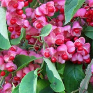 Euonymus phellomanus - Chinese Spindle Tree - 5 Seed Pack - NEW