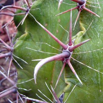 Ferocactus horridus - 10 Seed Pack- Exotic Succulent Cactus -Verified Seller Insured Shipping- NEW