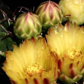 Ferocactus horridus - 10 Seed Pack- Exotic Succulent Cactus -Verified Seller Insured Shipping- NEW