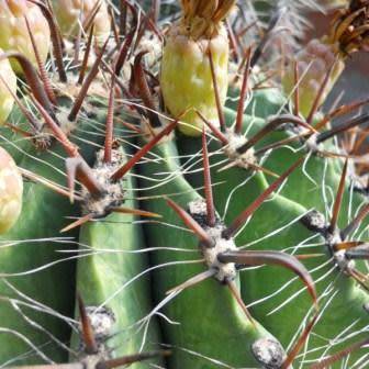 Ferocactus horridus - 10 Seed Pack- Exotic Succulent Cactus -Verified Seller Insured Shipping- NEW