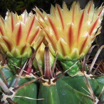 Ferocactus horridus - 10 Seed Pack- Exotic Succulent Cactus -Verified Seller Insured Shipping- NEW