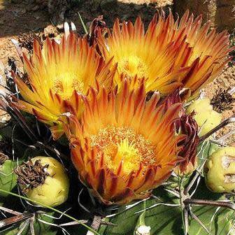 Ferocactus horridus - 10 Seed Pack- Exotic Succulent Cactus -Verified Seller Insured Shipping- NEW