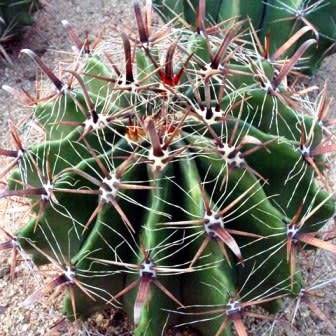 Ferocactus horridus - 10 Seed Pack- Exotic Succulent Cactus -Verified Seller Insured Shipping- NEW