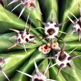 Ferocactus horridus - 10 Seed Pack- Exotic Succulent Cactus -Verified Seller Insured Shipping- NEW