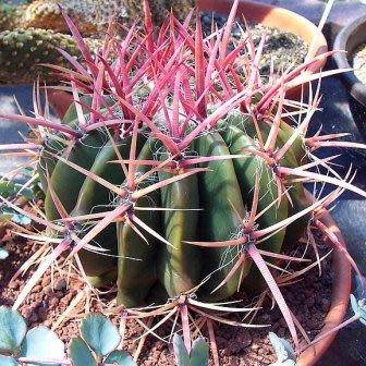 Ferocactus stainessii var. pilosus Seeds - Exotic Succulent Cactus - NEW