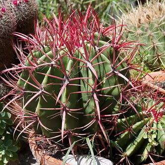 Ferocactus stainessii var. pilosus Seeds - Exotic Succulent Cactus - NEW