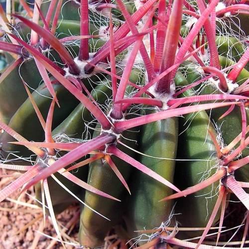 Ferocactus stainessii var. pilosus Seeds - Exotic Succulent Cactus - NEW