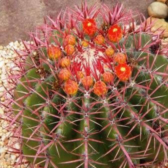 Ferocactus stainessii var. pilosus Seeds - Exotic Succulent Cactus - NEW