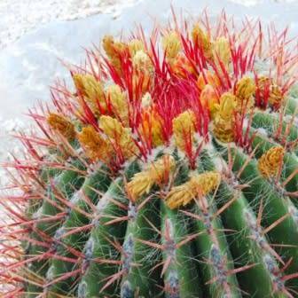 Ferocactus stainessii var. pilosus Seeds - Exotic Succulent Cactus - NEW