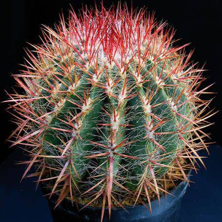 Ferocactus stainessii var. pilosus Seeds - Exotic Succulent Cactus - NEW