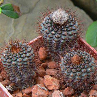 Frailea angelesii Seeds - Rare Exotic Cactus Succulent - Combined Global Shipping - NEW