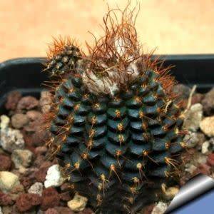Frailea angelesii Seeds - Rare Exotic Cactus Succulent - Combined Global Shipping - NEW