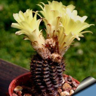 Frailea angelesii Seeds - Rare Exotic Cactus Succulent - Combined Global Shipping - NEW