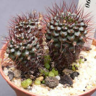 Frailea angelesii Seeds - Rare Exotic Cactus Succulent - Combined Global Shipping - NEW