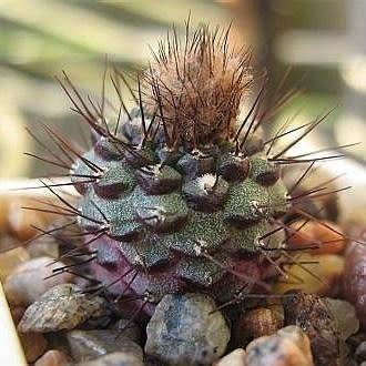 Frailea angelesii Seeds - Rare Exotic Cactus Succulent - Combined Global Shipping - NEW