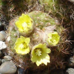 Frailea cataphracta Seeds - Rare Exotic Cactus Succulent - Combined Global Shipping NEW