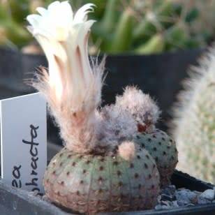 Frailea cataphracta Seeds - Rare Exotic Cactus Succulent - Combined Global Shipping NEW