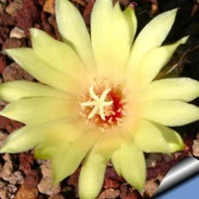 Frailea cataphracta Seeds - Rare Exotic Cactus Succulent - Combined Global Shipping NEW