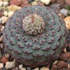 Frailea cataphracta Seeds - Rare Exotic Cactus Succulent - Combined Global Shipping NEW