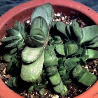 Gasteria disticha - 5 Seed Pack - Indigenous Endemic Succulent - Flat Ship Rate - NEW