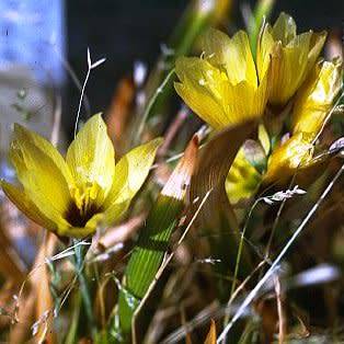 5 Geissorhiza imbricata ssp. bicolor Seeds - Indigenous South African Endemic Perennial Bulb