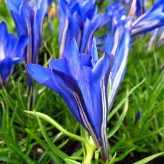 10+ Gentiana Blue Silk Seeds - Blue Silk Gentian Seeds - Perennial Seeds for Sale in South Africa