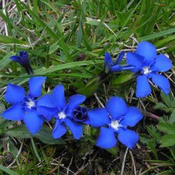 Gentiana verna Seeds - Spring Gentian Seeds - Perennial Seeds for Sale in South Africa